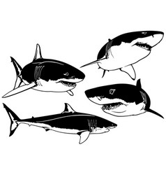 Set Of Great White Shark Drawings