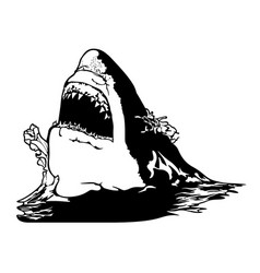 Drawing Of A Great White Shark With Jaws