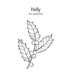 Holly Ilex Aquifolium Tree Branch