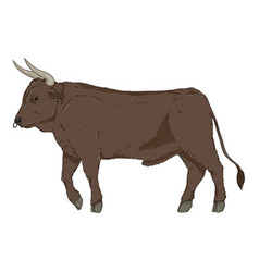 Cartoon Bull Color