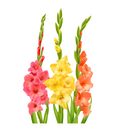 Realistic Gladiolus Flowers