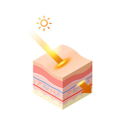 Uv Ray From Sun Penetrate Into Epidermis Skin