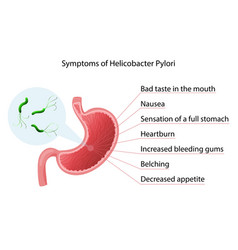 Helicobacter Pylori Infection Symptoms