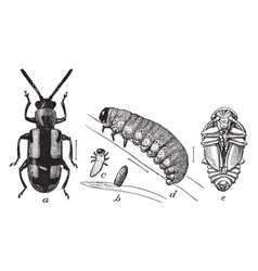 Life Cycle Of The Asparagus Beetle Vintage