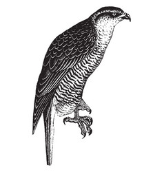 Goshawk Vintage