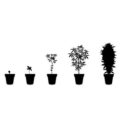 Black Silhouette Of Cannabis Growth Stages