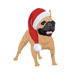 French Bulldog With Christmas Hat Isolated