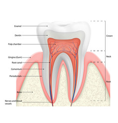 Human Tooth Structure Diagram Anatomy