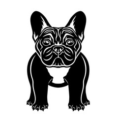 French Bulldog Breed Dog