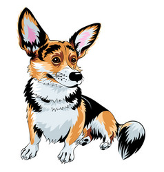 Color Sketch Dog Pembroke Welsh Corgi