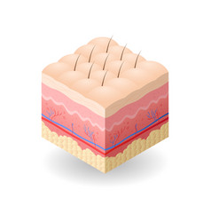 Skin With Cellulite And Hair Cross-section