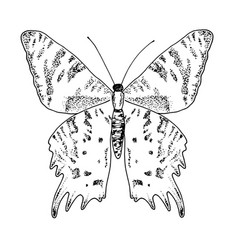 Butterfly Pattern A Hand-drawn Sketch