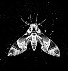 Hand Drawn Oleander Hawk Moth Mystic Entomo