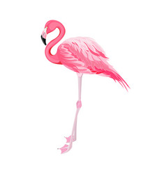 Pink Flamingo Side View