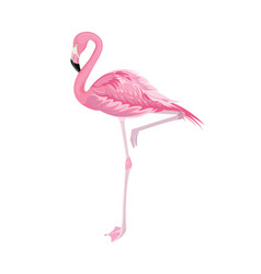 Pink Flamingo With Raised Leg