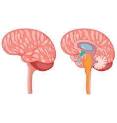 Brain Hypothalamus And Pituitary Gland