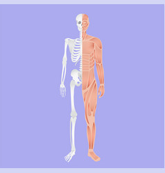 Human Body Anatomy And Skeletal System