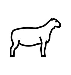 Dorper Sheep Line Icon