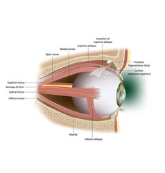 Human Eye Extraocular Muscles Lateral Surface