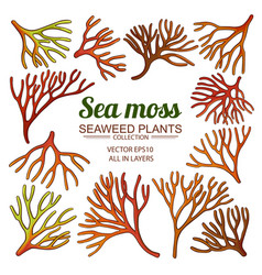 Sea Moss Elements Set On White Background