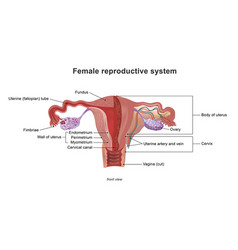 Female Reproductive System