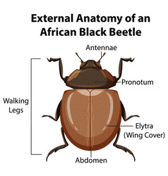 External Anatomy An African Black Beetle