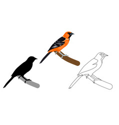 Oriole Image