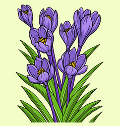 Crocus Flower Colored Cartoon