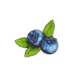 Blueberry With Leaves Isolated Bog Whortleberry