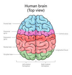 Human Brain Structure Diagram Medical Science