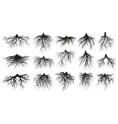 Tree Root System Underground Growing Plants Stems