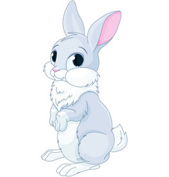 Cute Bunny