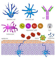 Cells Of The Protective Layer Of The Skin