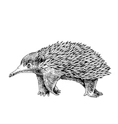 Hand Drawn Cute Australian Echidna