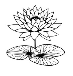 Waterlily Flower Art Clip Art