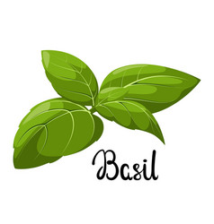 Green Basil