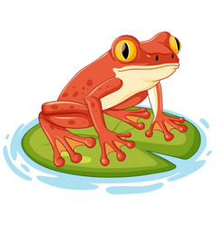 Red Frog Cartoon On Lily Pad