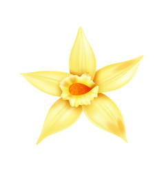 Realistic Vanilla Flower