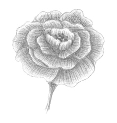 Hand Drawn Portulaca Blossomed Flower