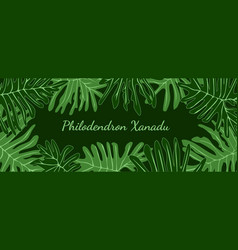 Philodendron Xanadu Tropical Leaves Frame