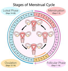 Menstrual Cycle Phases Diagram Medical Science