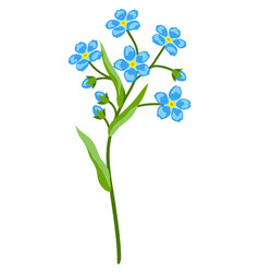 Forget Me Not Flower Beautiful