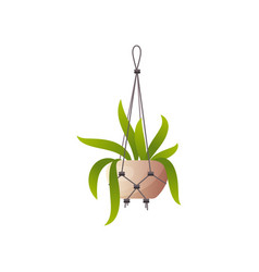 Hanging Plant In Pot