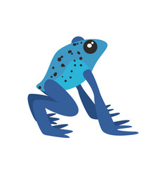 Blue Poison Dart Frog On White Background