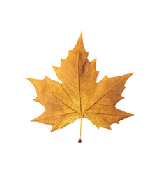 Sycamore Autumn Leaf Isolated