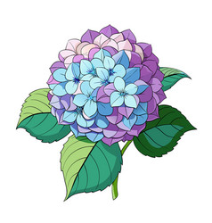 Beautiful Hydrangea Flower With Green Leaves