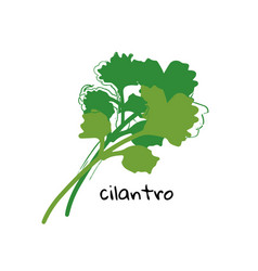 Cilantro On White Background