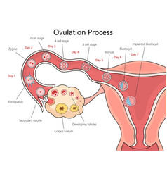 Human Ovulation Process Stages Diagram Science