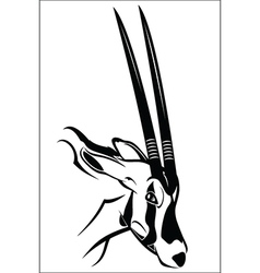 Gemsbok Antelope