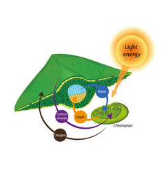 Photosynthesis Process In Plants The Structure